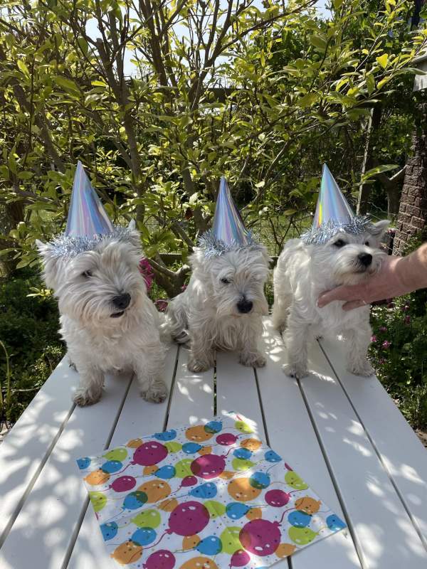 Mais bilder/simrishamn-westisar-foedelsedag