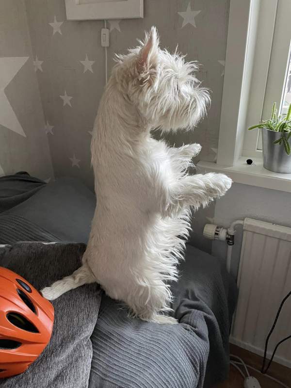 Mais bilder/svea-spanar-efter-katt