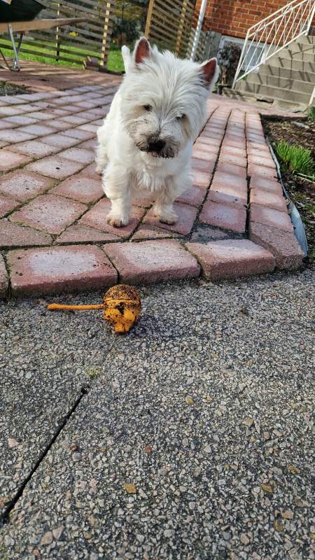 Mais bilder/zero-tvaetta-gris