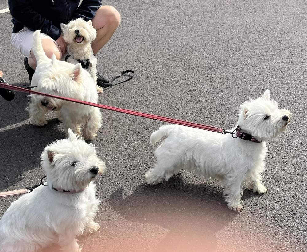 Westiepromenad i Arild