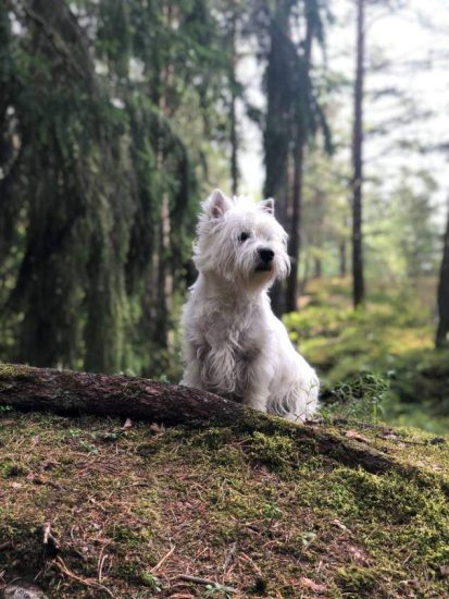 1613725757_daisy-i-skogen-3-fredrik-florie