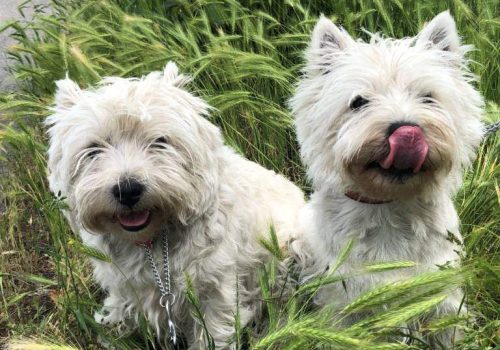 1613725761_wilfie-och-yuki-paa-promenad-i-hoegt-graes-2-mai